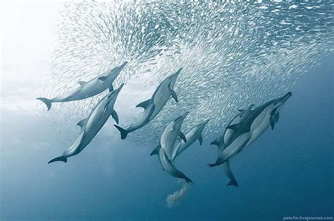 Amazing Underwater Photography | Underwater photography, Common dolphin, Dolphins