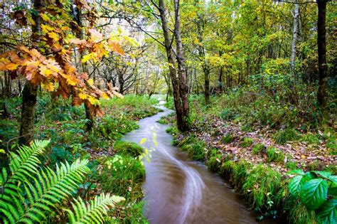 Exploring Randalstown Forest - Trek NI