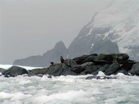 Antarctica Cruise: Visiting Elephant Island on Zodiacs