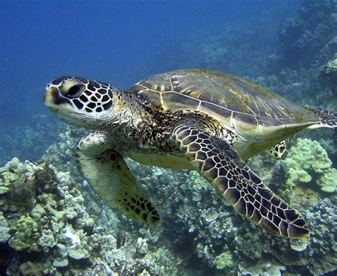 Green Sea Turtles - Hawai'i Wildlife Fund