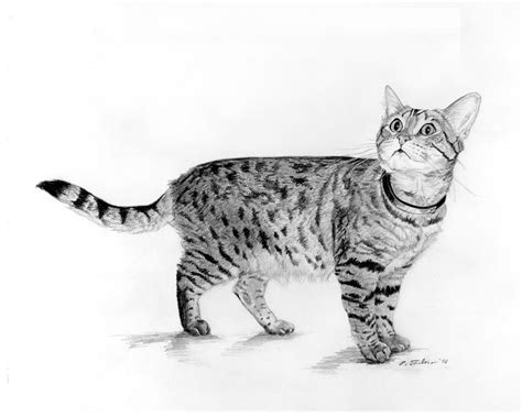 Tabby Cat Looking Up Drawing by Phyllis Tarlow