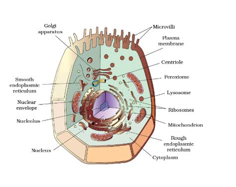 Animalia Cell Diagram