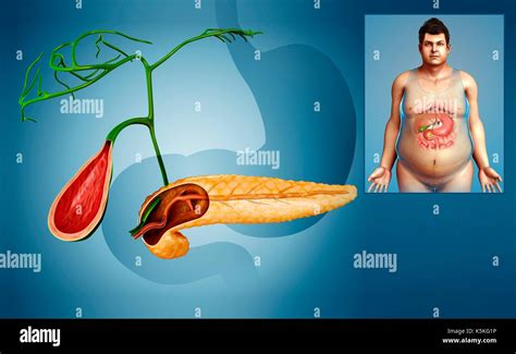 Human Gallbladder And Pancreas Anatomy High Resolution Stock Photography and Images - Alamy