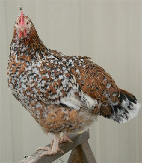 Aloha x Speckled Sussex cross hen. | Swedish flower hen, Chickens, Rhode island red