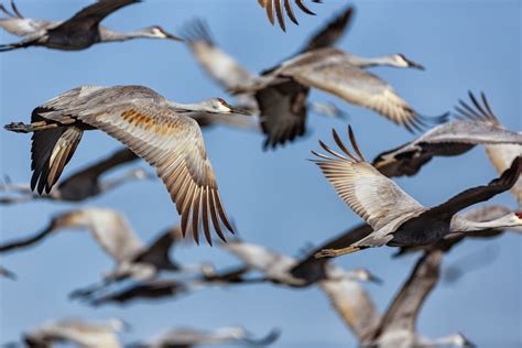It's Migration! - Pacific Birds Habitat Joint Venture