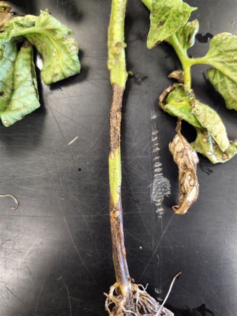 Collar Rot and Alternaria Stem Rot of Tomato — Plant & Pest Advisory