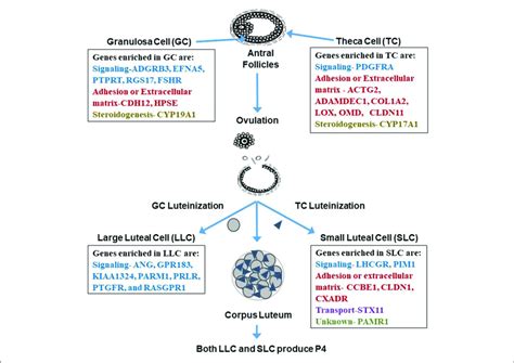 Theca Cells Vs Granulosa Cells