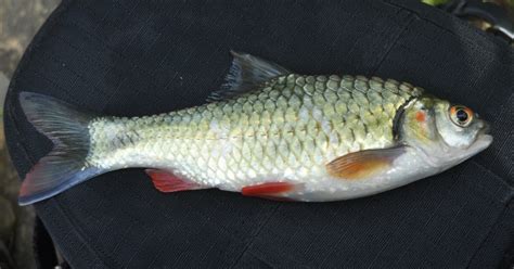 Budidaya Ikan Tawes (Puntius Javanicus) Wader Atau Putihan - cara ternak ikan