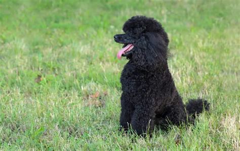 Moyen Poodles: Everything You Need To Know (With Pictures) – Poodle Report