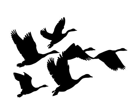 Geese Flying Silhouette Free Stock Photo - Public Domain Pictures