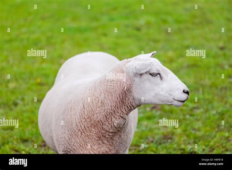 Sheep lamb in green organic grass pastures Stock Photo - Alamy