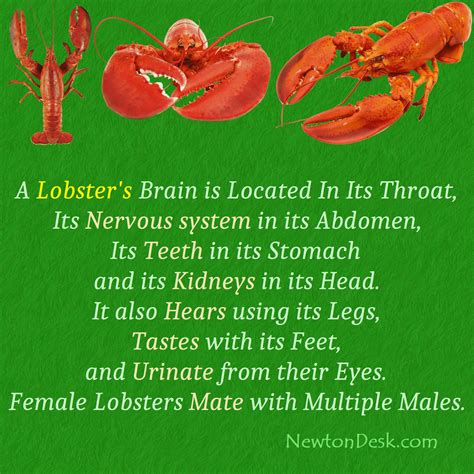 Lobster Brain is Located In Its Throat & Urinate From Their Eyes - Facts