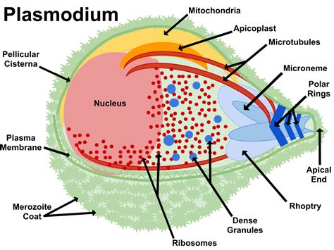 File:Plasmodium.png - Wikipedia