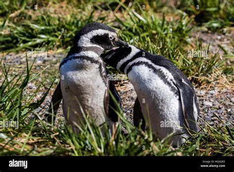 Magellanic Penguin (Spheniscus magellanicus) breeding on Martillo ...