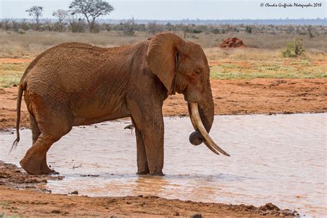 Loxodonta africana | JuzaPhoto