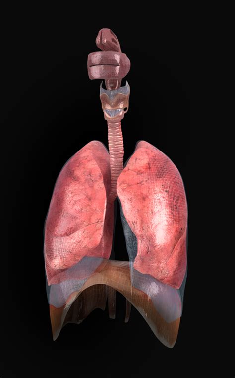 Zygote::3D Male Respiratory System | Medically Accurate | Human