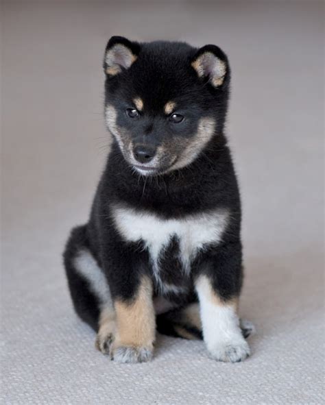 What Is The Dog Breed Shiba Inu Puppies?