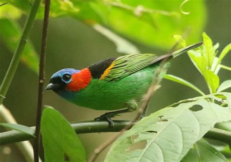 Red-necked Tanager – Nature Travel Birding