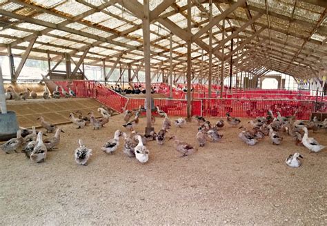 Behind the Scenes with the Ducklings at Metzer Farms - Fresh Eggs Daily® with Lisa Steele