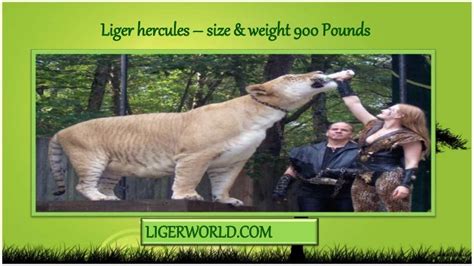 Liger Hercules Size and Weight of 900 Pounds