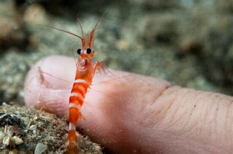 Cute little shrimp | Cute animals, Fish pet, Animals