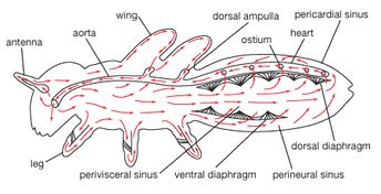 Arthropoda - Circulatory System :)