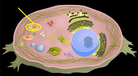 Cells & Tissues - ProProfs Quiz