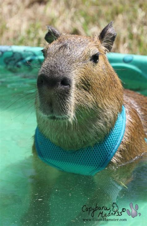 Pictures Of Capybaras : 12 Funny Gifs Of Capybaras | nawpic