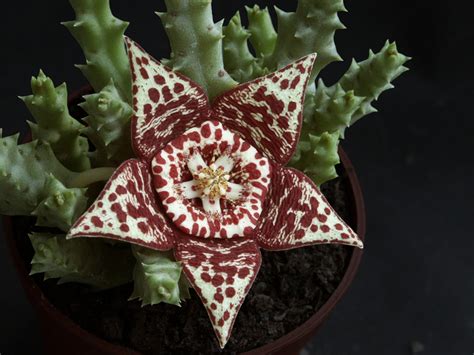 Orbea variegata (Carrion Cactus, Carrion Flower, Starfish Cactus ...