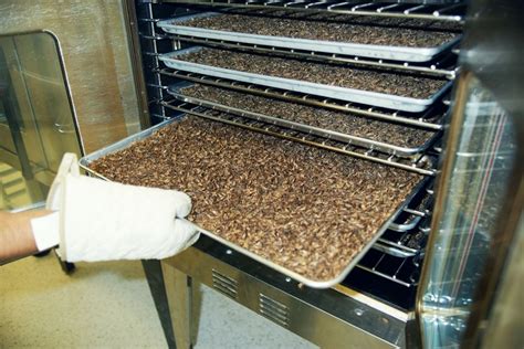 I ate crickets because they're the future of food | Commercial farming, Cricket farming, Farm