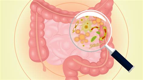 A quoi sert la flore intestinale? Comment la rééquilibrer? - Doctonat