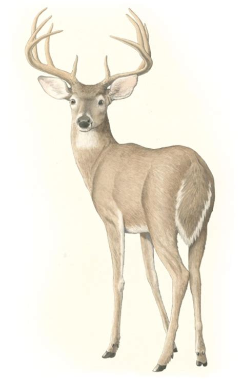 Pin by Deunique Debra on Animal - Deer | Deer drawing, Deer illustration, Deer art