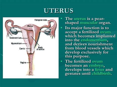 Human reproductive system