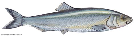 Herring | Types, Nutrition & Uses in Cuisine | Britannica