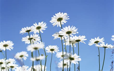 White Daisy Flowers