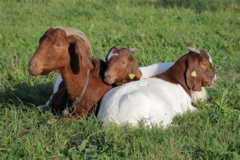 18 Best Goat Breeds for Meat Production (With Pictures) | Pet Keen