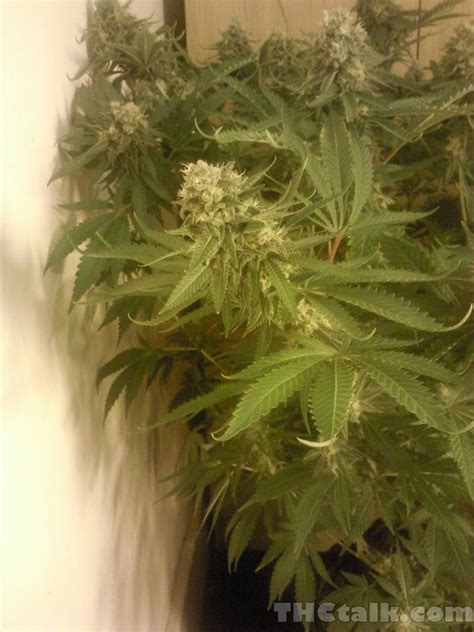 week 6 flower - Welcome to THCtalk.com Cannabis Gallery