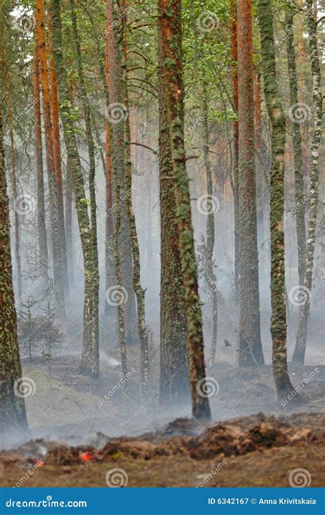 Smoke and fire in the wood stock image. Image of color - 6342167