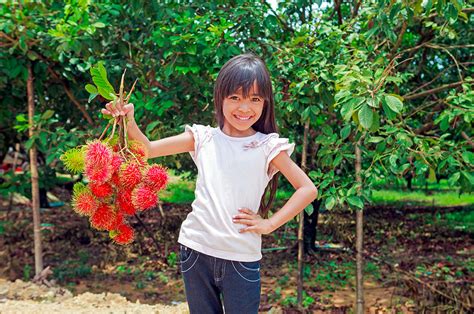 Landscaping the Tropical Garden with Fruit Trees - Tropical House & Garden