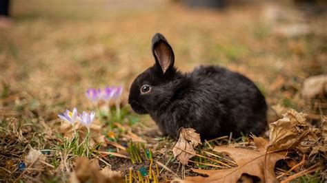 How to Humanely Dispatch a Baby Rabbit - Homestead Rabbits