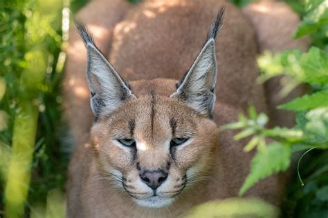 WildCat Ridge Sanctuary - Accredited Big Cat Sanctuary in Oregon