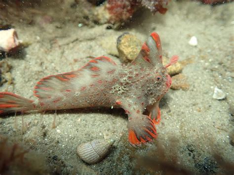 Red_140 - Handfish Conservation Project