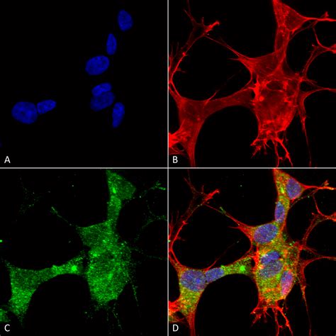 Anti-GFAP Antibody (56566) – QED Bioscience Inc