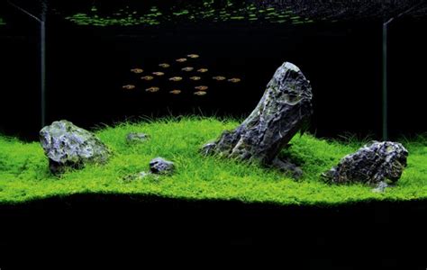 How to set up an Iwagumi aquarium - Practical Fishkeeping