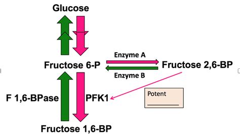 Solved Another regulator of glycolysis and gluconeogenesis | Chegg.com