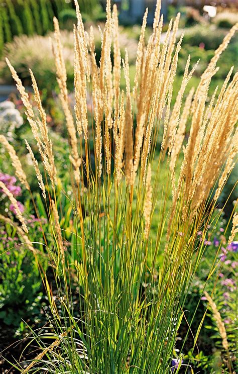 23 Varieties of Ornamental Grasses We're Obsessed With | Ornamental grasses, Feather reed grass ...