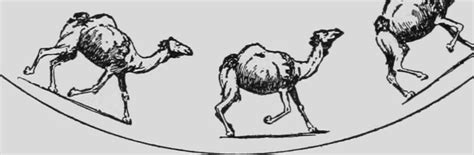 File:Descriptive Zoopraxography Egyptian Camel Racking Animated 12.gif - Wikimedia Commons