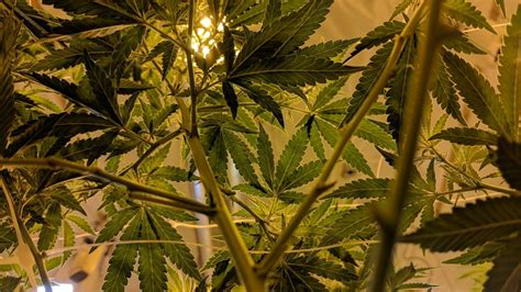 Indoor Cannabis Harvest | 11 Tips for Success | CannaCon