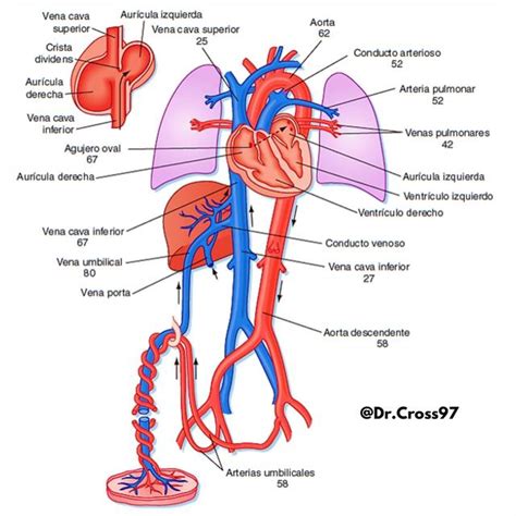 Circulación Fetal | Dr Cross y Medico No Soy | uDocz