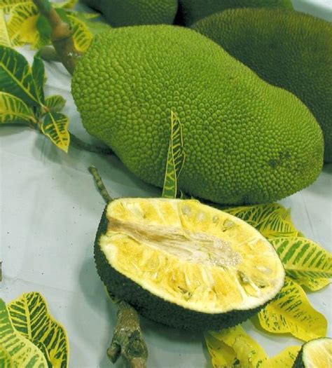 ARUNACHALA LAND: Jackfruit Tree